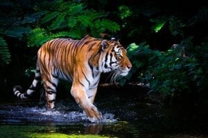 Startups are like riding a tiger